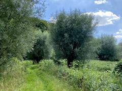 Naturschutzgebiet Rotthäuser Bachtal - Kopfweiden im unteren Koppelsbachtal