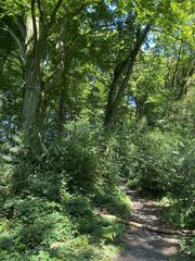 Forest with holly in the Rotthäuser Bachtal nature reserve near Kaisershaus