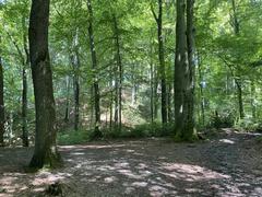 Buchenwald im Naturschutzgebiet Rotthäuser Bachtal