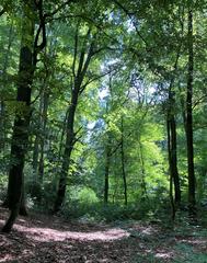 Buchenwald with Ilex in the Rotthäuser Bachtal nature reserve