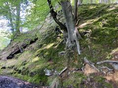 Beech trees clinging to the eastern steep slope in the Rotthäuser Bachtal nature reserve