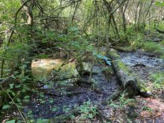 Erlenbruchwald in Rotthäuser Bachtal Nature Reserve