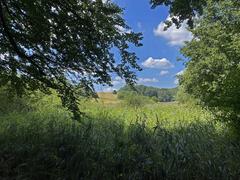 Extensive reed beds in the floodplain of the Rotthäuser Bachtal nature reserve