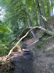 Deadwood in Rotthäuser Bachtal Nature Reserve