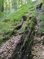 Hainsimsen beech forest on the eastern slope of the Rotthäuser Bach Valley nature reserve between Rotthaus and Abshof