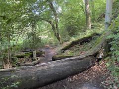 Deadwood in the Rotthäuser Bachtal nature reserve between Rotthaus and Abshof