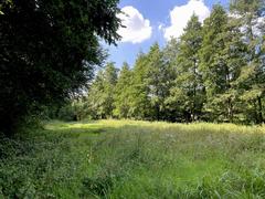 Hochstaudenflur in der Talaue im Naturschutzgebiet Rotthäuser Bachtal