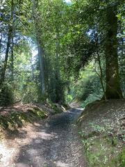 Hollow path in Rotthäuser Bachtal nature reserve near Kaiserhaus