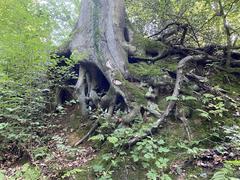 Animal habitats in the root system at Rotthäuser Bachtal nature reserve