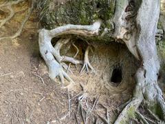 Root shelter in Rotthäuser Bachtal nature reserve