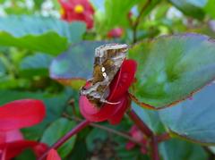 Chrysodeixis chalcites moth in Villa Taranto botanical garden