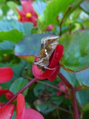 Chrysodeixis chalcites moth in Villa Taranto botanical garden