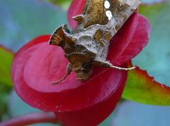 Chrysodeixis chalcites moth on a leaf at Villa Taranto botanical garden