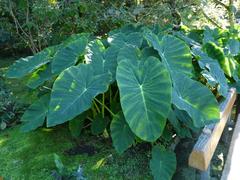 Colocasia sp. plant with large green leaves in Villa Taranto botanical garden