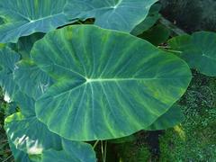 Colocasia plant at Villa Taranto botanical garden