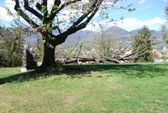 uprooted tree at Villa Taranto Botanical Gardens