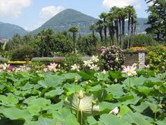 Lotus garden in Villa Taranto Botanical Gardens