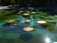 Water lilies in the botanical gardens of Villa Taranto