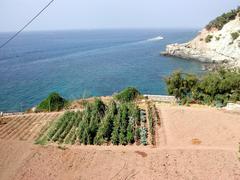 terraced agricultural fields in Banyalbufar Mallorca