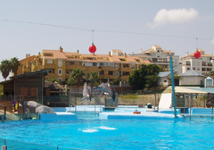 Dolphins performing at Selwo Marina in Benalmádena