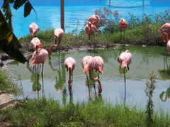 Flamingos in Selwo Marina Park