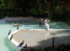 Pelican and birds at Selwo Marina lagoon