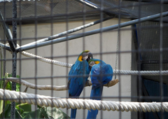 parrots in Selwo Marina Park