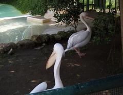 Great White Pelicans in bird enclosure