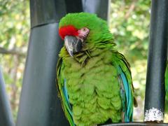 Military Macaw at Zoológico Los Coyotes