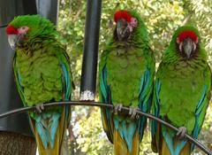 Three Military Macaws at Zoológico Los Coyotes