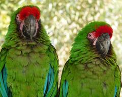 Two Military Macaws at Zoológico Los Coyotes