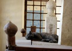 a cat sleeping on Aq Sunqur Shrine in the Blue Mosque in Cairo