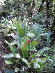 Bromélias along the trail of Pedra do Sino