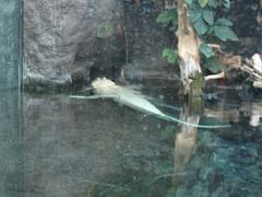 near-albino bayou alligator at Audubon Aquarium