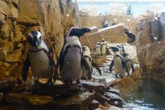 African Penguins at Audubon Aquarium of the Americas