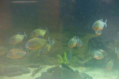 piranhas in Audubon Aquarium of the Americas New Orleans