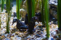 Pot-Bellied Sea Horses at Audubon Aquarium