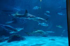 Sharks swimming in an aquarium at the Audubon Aquarium of the Americas in New Orleans