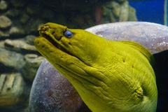 Moray eel at Audubon Aquarium of the Americas in New Orleans