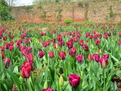 Tulips at Eltham Palace