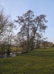 Alders at Ankerwycke in February