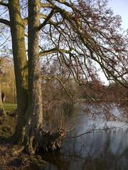 Alders at Ankerwycke in February