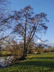 Alders at Ankerwycke in March 2014