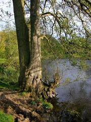 Alders at Ankerwycke in May