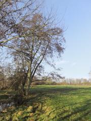 Alders at Ankerwycke near Wraysbury