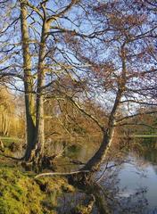 Alders at the water's edge, Ankerwycke, March 2014