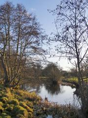 Alders at the water's edge, Ankerwycke