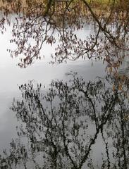 Alder tree and its reflection in water at Ankerwycke