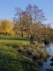 Alders and willows at Ankerwycke, March 2014