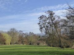 Alders and willows at Ankerwycke, March 2017